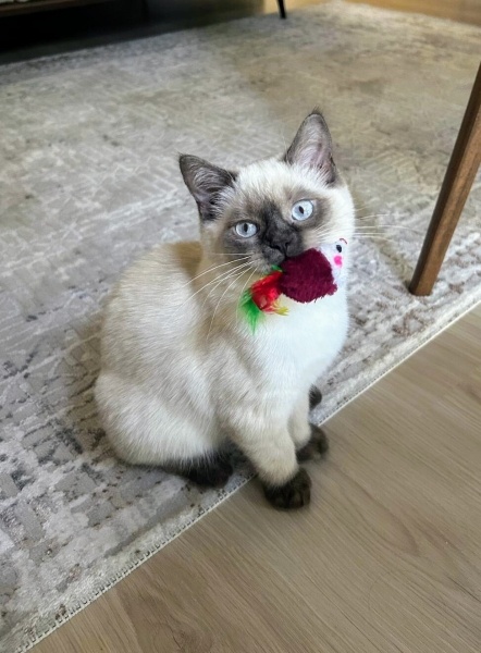 British Shorthair, Kedi  Luffy fotoğrafı