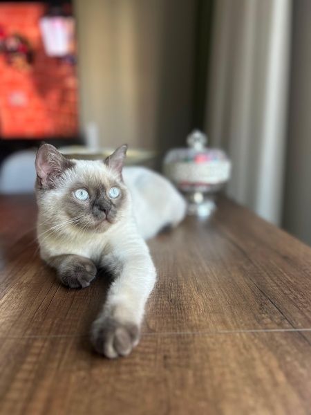 British Shorthair, Kedi  Luffy fotoğrafı