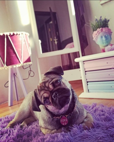 Pug, Köpek  foks fotoğrafı