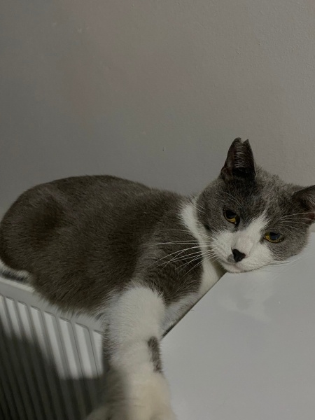 Tekir Kedi, Kedi  Gandalf fotoğrafı