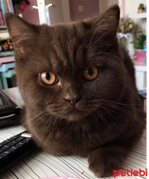 British Shorthair, Kedi  Tesla fotoğrafı