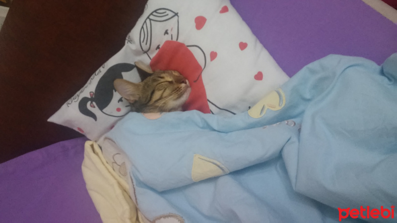 Tekir Kedi, Kedi  awges fotoğrafı