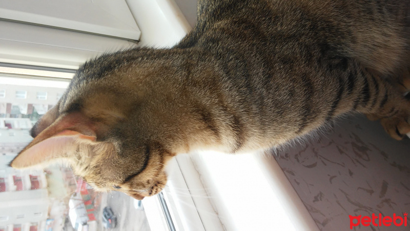 Tekir Kedi, Kedi  awges fotoğrafı