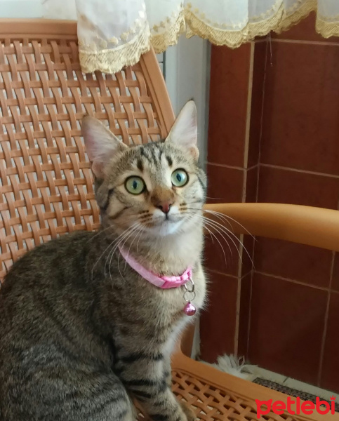 Tekir Kedi, Kedi  awges fotoğrafı