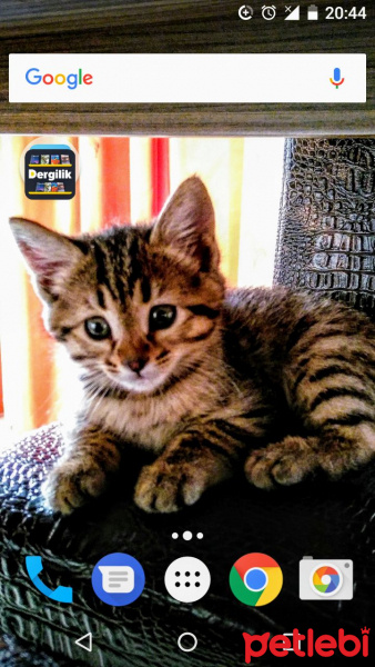 Tekir Kedi, Kedi  awges fotoğrafı