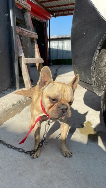 Fransız Bulldog, Köpek  Porsuk fotoğrafı