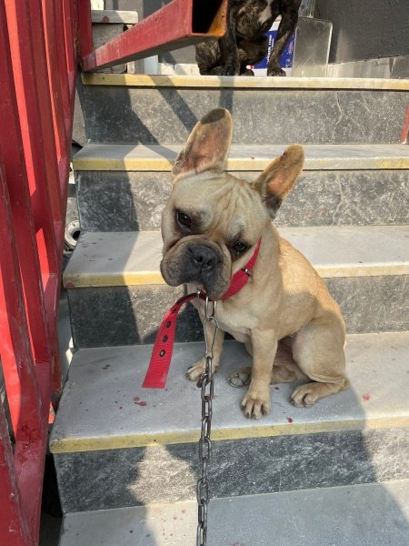 Fransız Bulldog, Köpek  Porsuk fotoğrafı