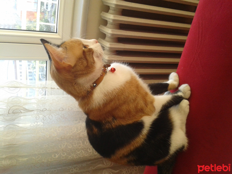 Soke, Kedi  Pakize Hanıma Acil yuva  fotoğrafı