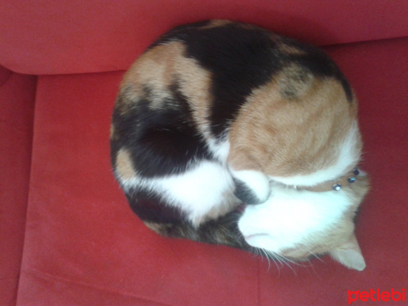 Soke, Kedi  Pakize Hanıma Acil yuva  fotoğrafı