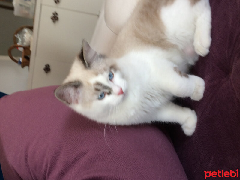 Ragdoll, Kedi  Simba fotoğrafı