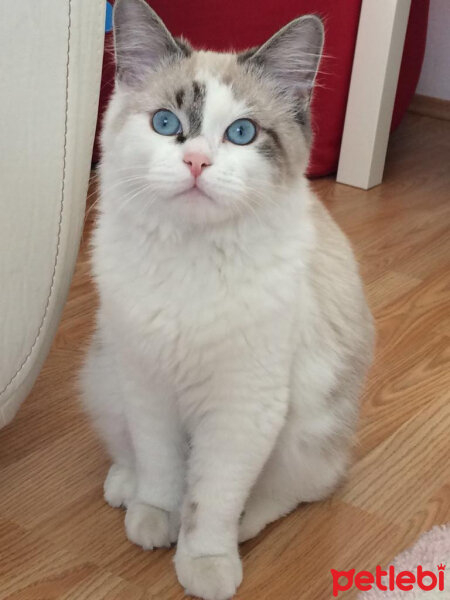 Ragdoll, Kedi  Simba fotoğrafı