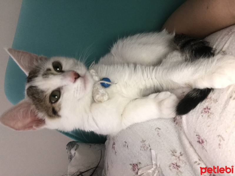 Tekir Kedi, Kedi  Mia fotoğrafı