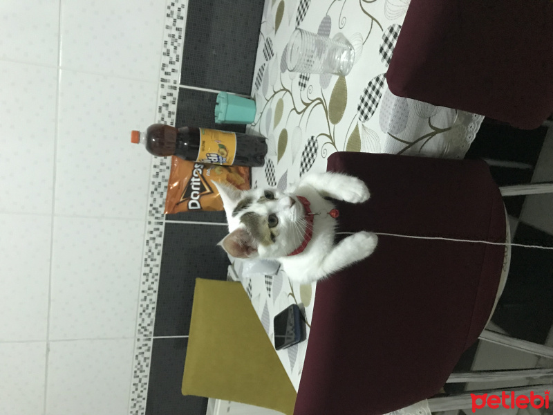 Tekir Kedi, Kedi  Mia fotoğrafı