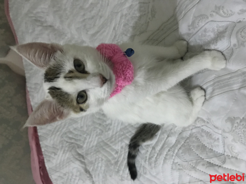 Tekir Kedi, Kedi  Mia fotoğrafı
