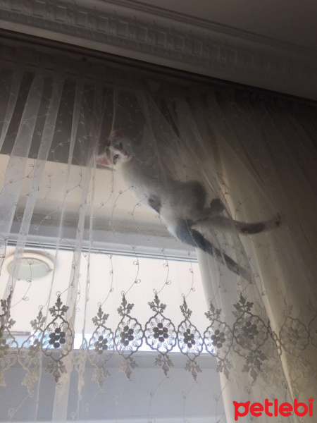Tekir Kedi, Kedi  Mia fotoğrafı