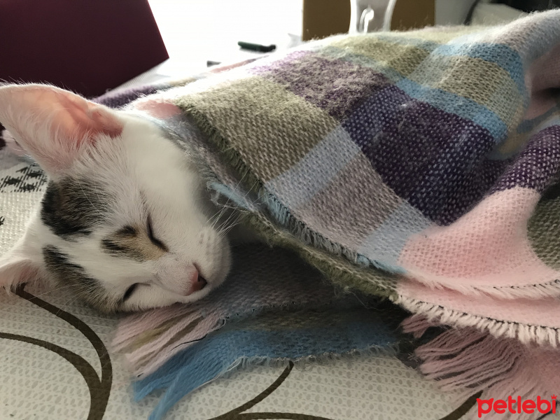 Tekir Kedi, Kedi  Mia fotoğrafı
