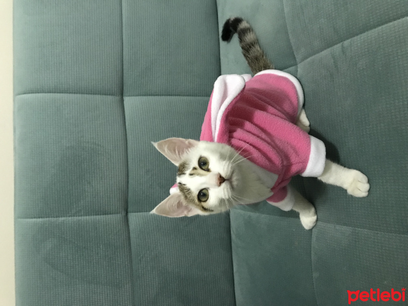 Tekir Kedi, Kedi  Mia fotoğrafı