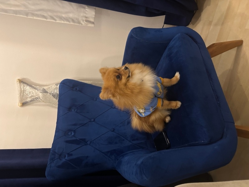 Pomeranyalı, Köpek  Çiko fotoğrafı