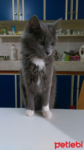 Tekir Kedi, Kedi  Köfte fotoğrafı
