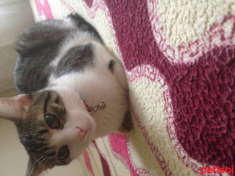 Tekir Kedi, Kedi  Mırmır fotoğrafı