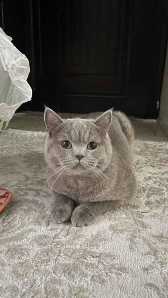 British Shorthair, Kedi  Pufi fotoğrafı