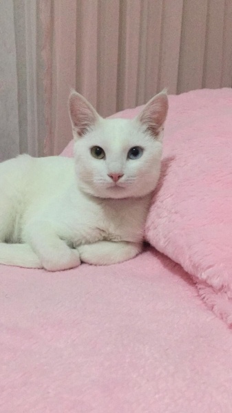Van Kedisi, Kedi  Lesi fotoğrafı