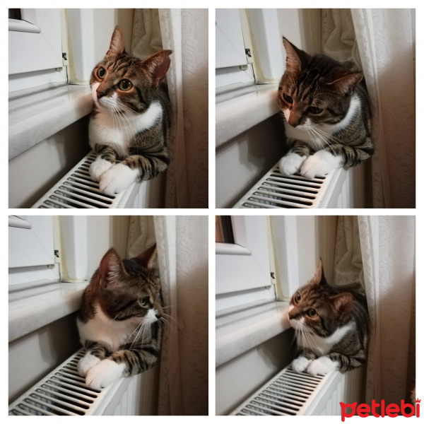 Tekir Kedi, Kedi  ZİLLİ fotoğrafı