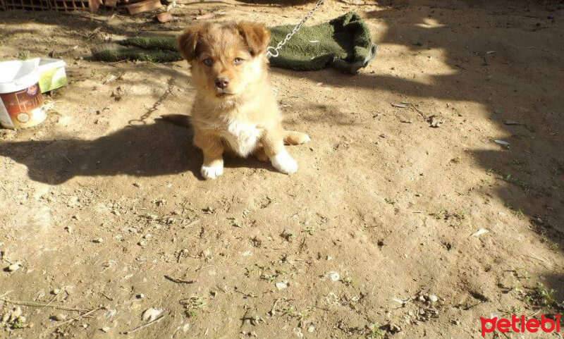 Finnish Spitz, Köpek  Aslan fotoğrafı