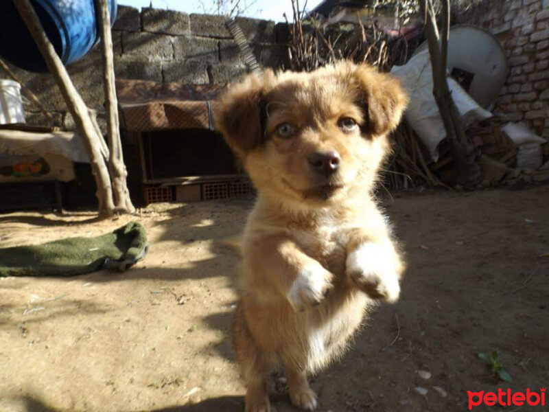 Finnish Spitz, Köpek  Aslan fotoğrafı