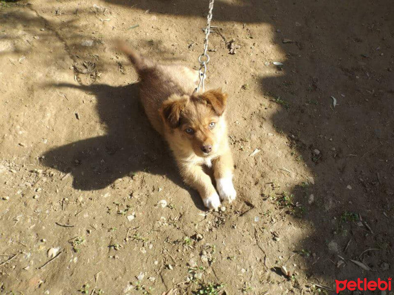 Finnish Spitz, Köpek  Aslan fotoğrafı