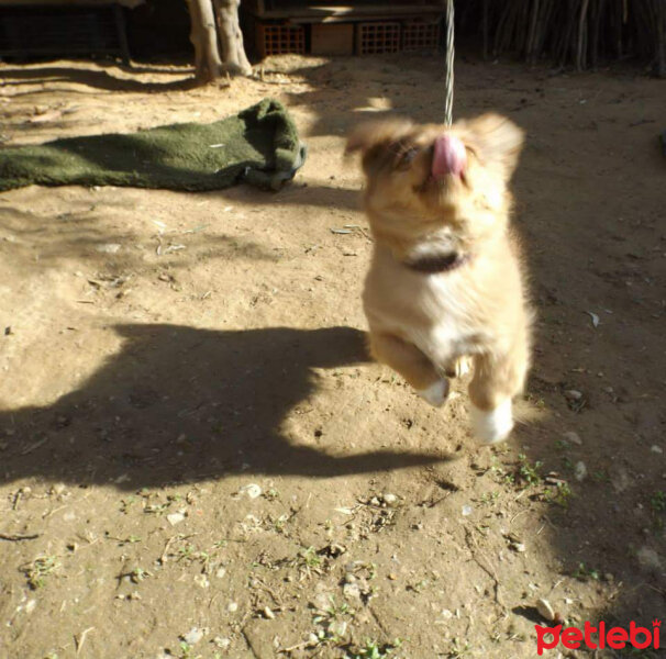 Finnish Spitz, Köpek  Aslan fotoğrafı