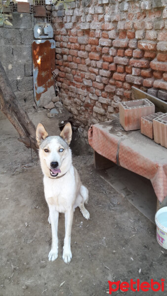 Sibirya Kurdu (Husky), Köpek  Beyazıt  fotoğrafı