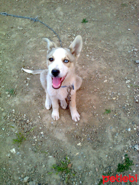 Sibirya Kurdu (Husky), Köpek  Beyazıt  fotoğrafı