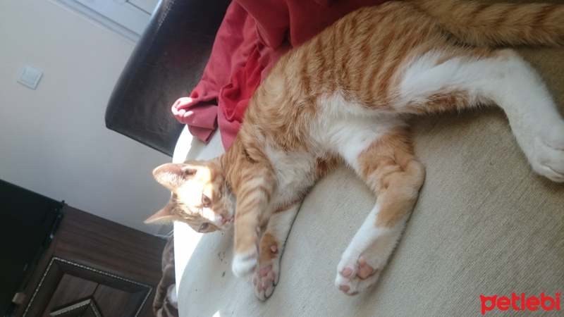 Tekir Kedi, Kedi  Gomis fotoğrafı