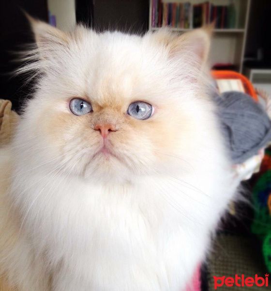 İran Kedisi (Persian), Kedi  percy fotoğrafı