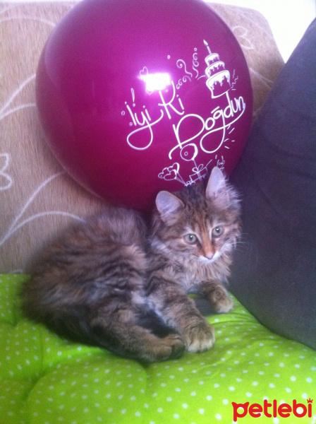 Tekir Kedi, Kedi  Kaşmir fotoğrafı