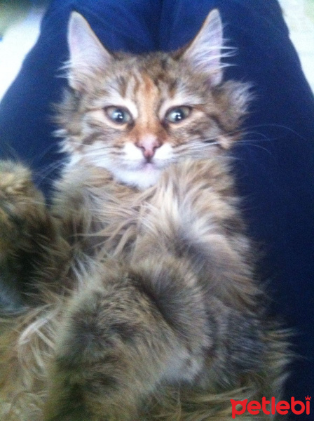 Tekir Kedi, Kedi  Kaşmir fotoğrafı