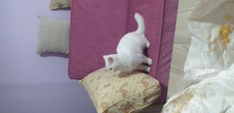 British Shorthair, Kedi  Pamuk fotoğrafı