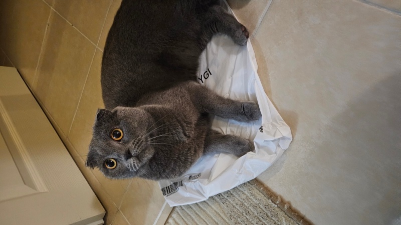 Scottish Fold, Kedi  Nane fotoğrafı