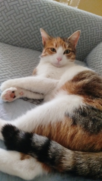 Sarman, Kedi  Zilli fotoğrafı