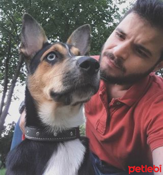 Sibirya Kurdu (Husky), Köpek  Marjane fotoğrafı
