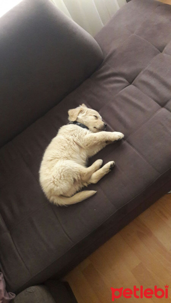 Golden Retriever, Köpek  Zeus fotoğrafı