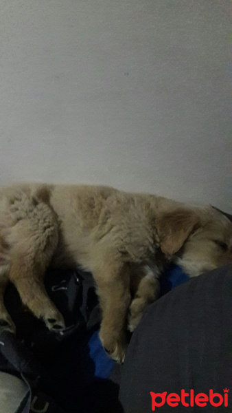Golden Retriever, Köpek  Zeus fotoğrafı