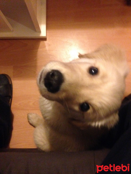 Golden Retriever, Köpek  Zeus fotoğrafı