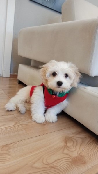 Maltese, Köpek  Linda fotoğrafı