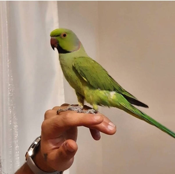 Papağan, Kuş  Piko fotoğrafı