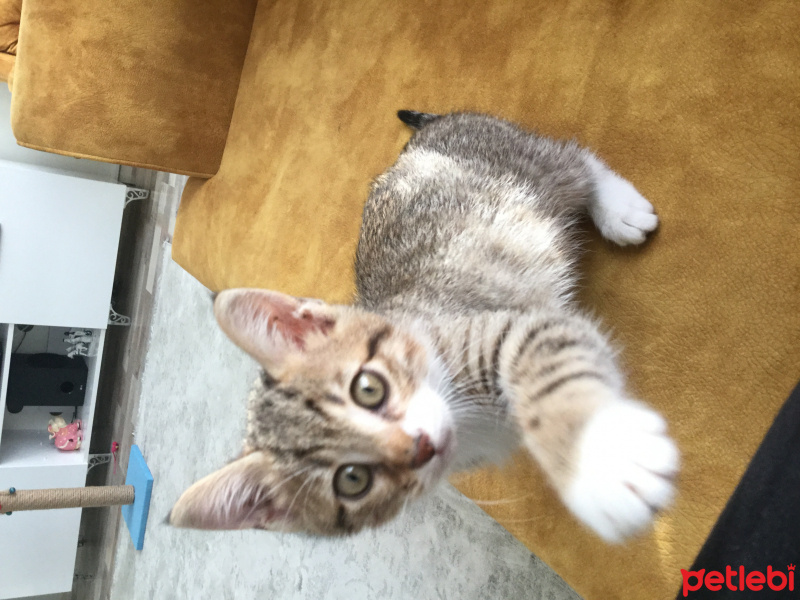 Honey Bear, Kedi  Mucize muci fotoğrafı