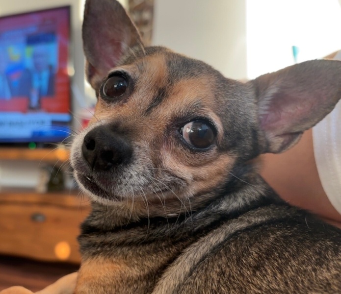 Chihuahua, Köpek  Chucky fotoğrafı