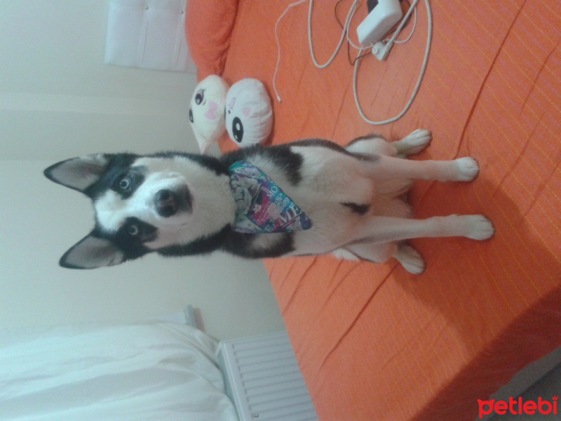 Sibirya Kurdu (Husky), Köpek  shery fotoğrafı