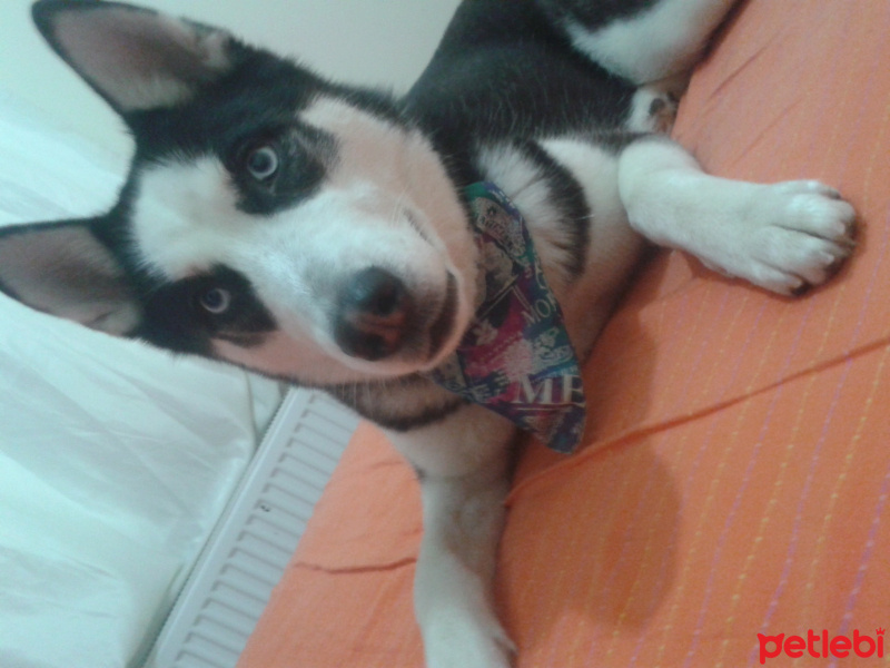 Sibirya Kurdu (Husky), Köpek  shery fotoğrafı